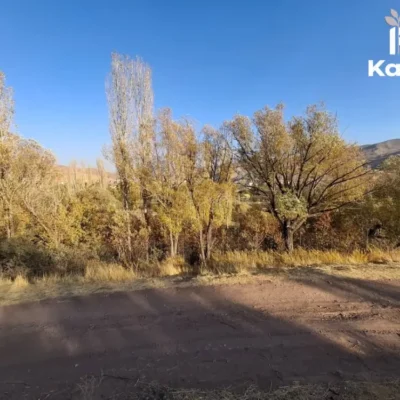 درختان مثمر گردو و میوه در باغ گلینک